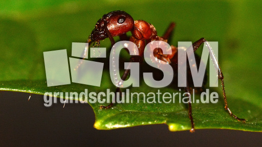 Rote Waldameise (6).jpg